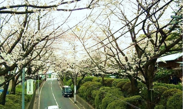 cherry_blossoms_viewing