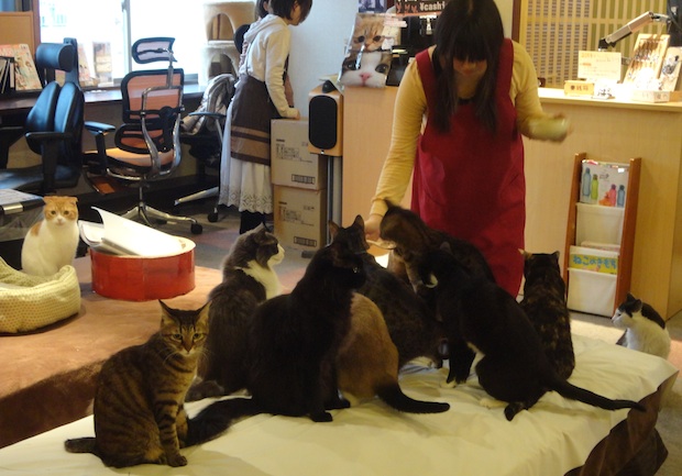 tokyo cat cafe