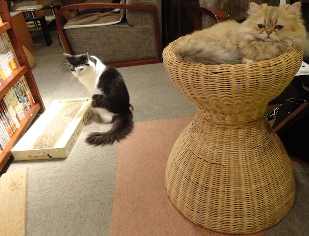 tokyo cat cafe