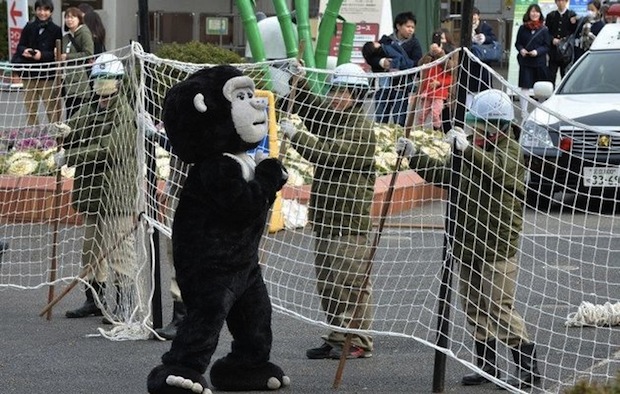 ueno zoo escaped gorilla fake loose animal drill zookeeper dressed up