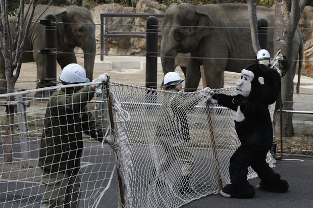 ueno zoo escaped gorilla fake loose animal drill zookeeper dressed up