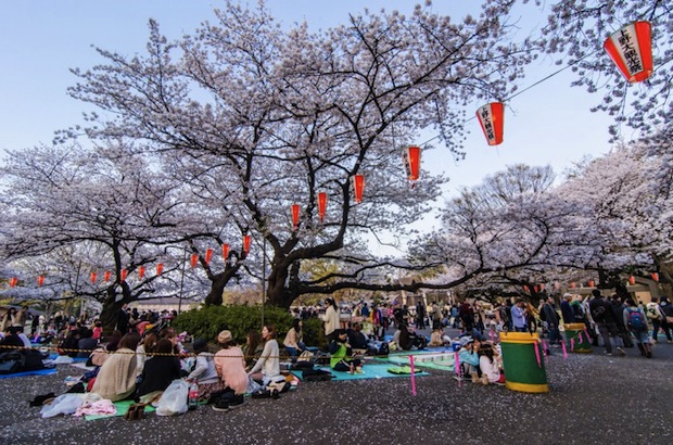 hanami sakura cherry blossom