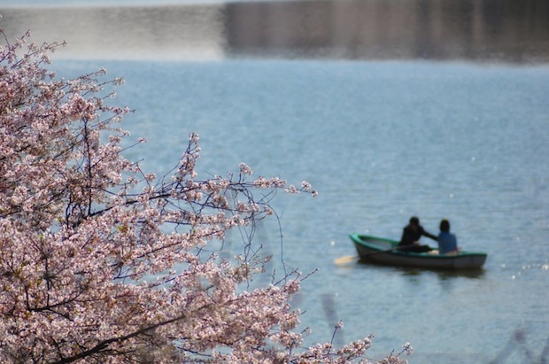 spring japan cherry blossom