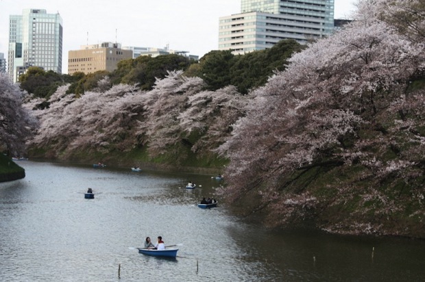 chidorigafuchi park hanami cherry blossom tokyo