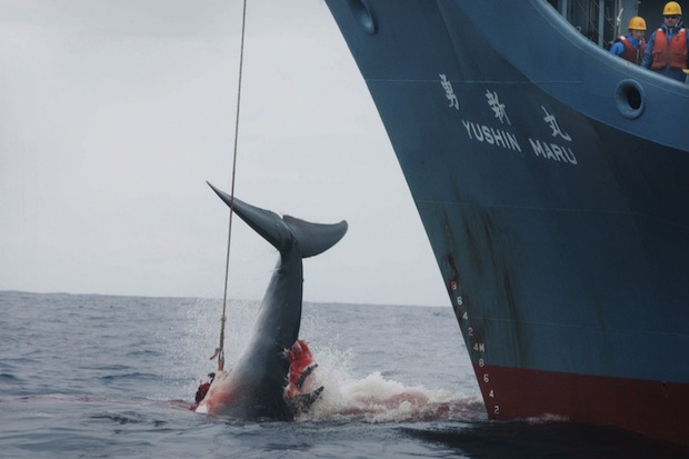 japan whaling hunt scientific continue