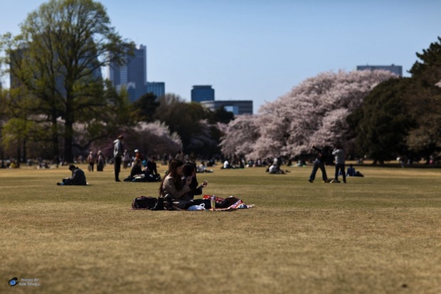 shinjuku gyoen park hanami cherry blossom tokyo