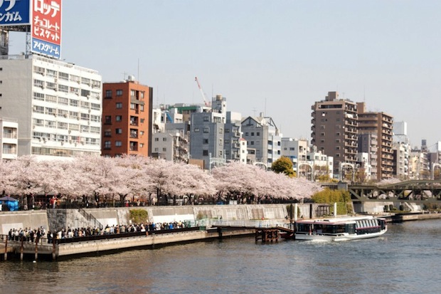 sumida park hanami cherry blossom tokyo