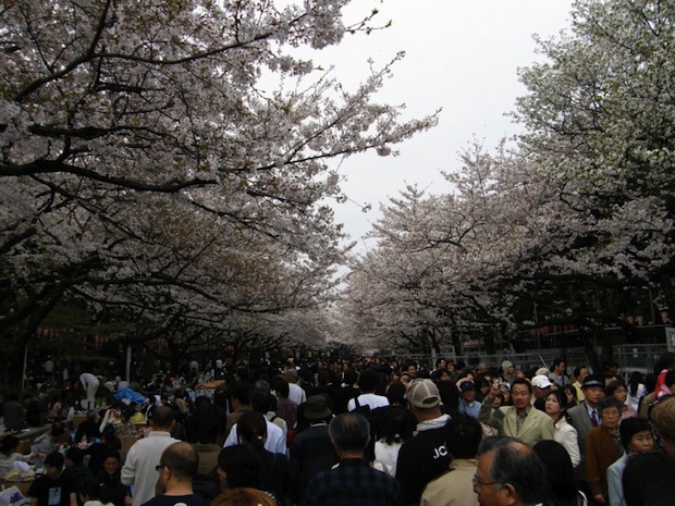 ueno park hanami cherry blossom tokyo 