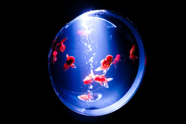 eco edo nihonbashi art aquarium tokyo goldfish event summer
