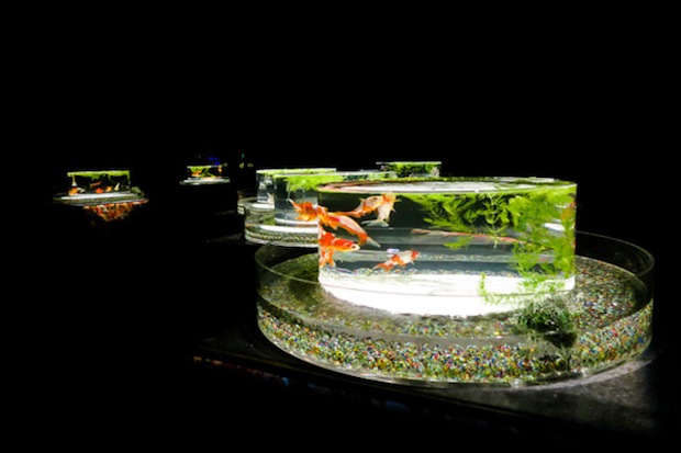 eco edo nihonbashi art aquarium tokyo goldfish event summer