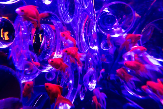 eco edo nihonbashi art aquarium tokyo goldfish event summer