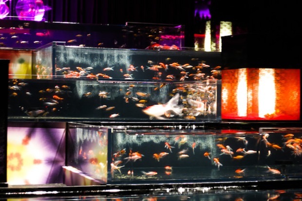 eco edo nihonbashi art aquarium tokyo goldfish event summer