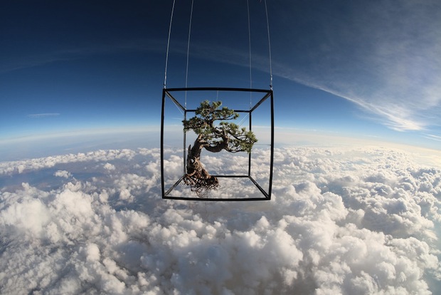 makoto azuma exbiotanica bonsai flower botanical art space launch flight