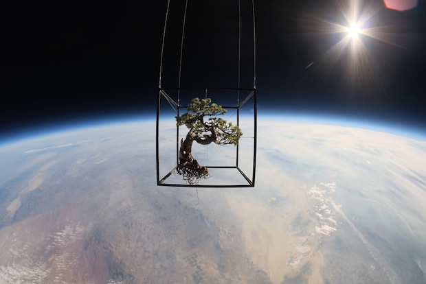 makoto azuma exbiotanica bonsai flower botanical art space launch flight