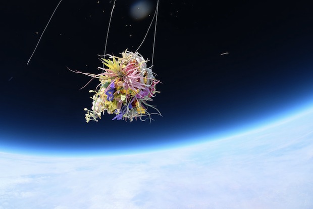 makoto azuma exbiotanica bonsai flower botanical art space launch flight