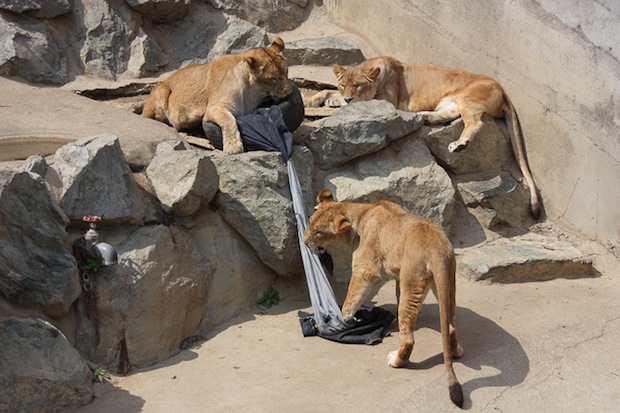 zoo jeans made by animals design scratch bite tiger bear lion charity