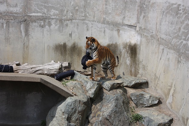 zoo jeans made by animals design scratch bite tiger bear lion charity