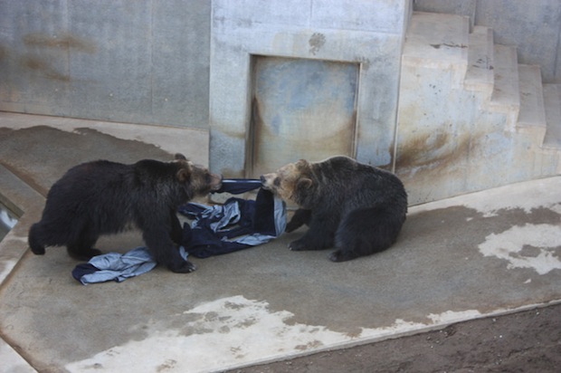 zoo jeans made by animals design scratch bite tiger bear lion charity