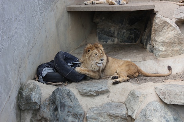 zoo jeans made by animals design scratch bite tiger bear lion charity