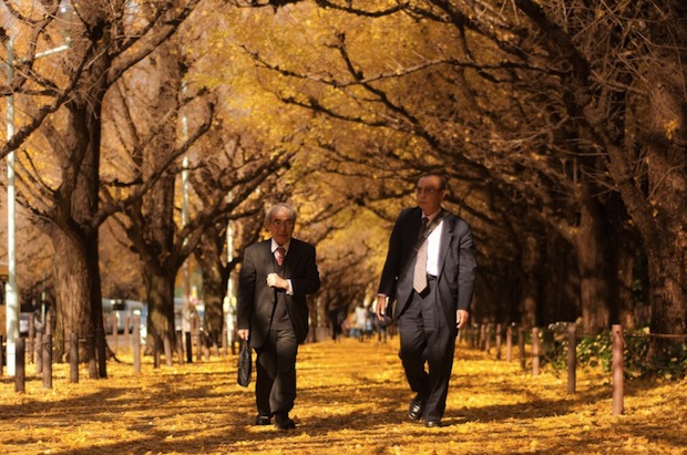 golden ginkgo trees tokyo autumn leaves