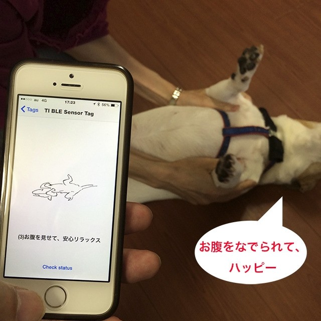 shiraseru am pet wearable monitoring health tracking device app smartphone japan