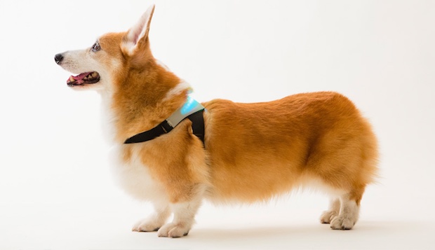inupathy japanese dog emotional feeling visualizer harness device pet