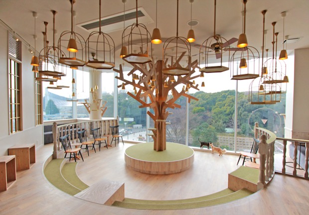 MoCHA designer cat cafe opens in Harajuku Japan Trends MoCHA designer cat cafe opens in Harajuku Japan Trends