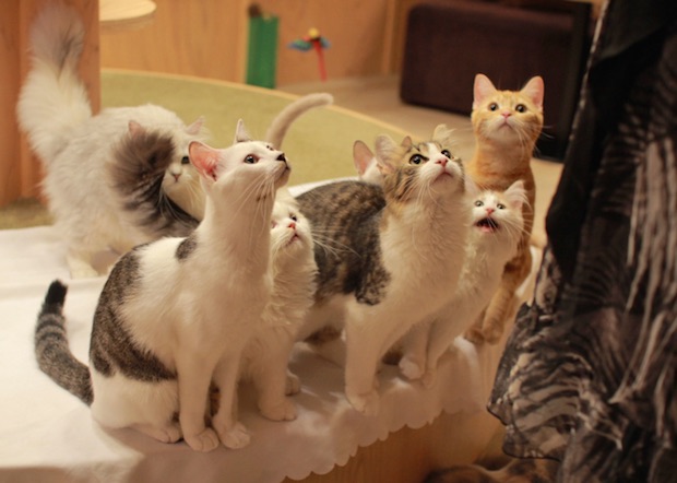 MoCHA designer cat cafe opens in Harajuku Japan Trends MoCHA designer cat cafe opens in Harajuku Japan Trends