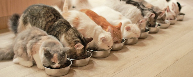 MoCHA designer cat cafe opens in Harajuku Japan Trends MoCHA designer cat cafe opens in Harajuku Japan Trends