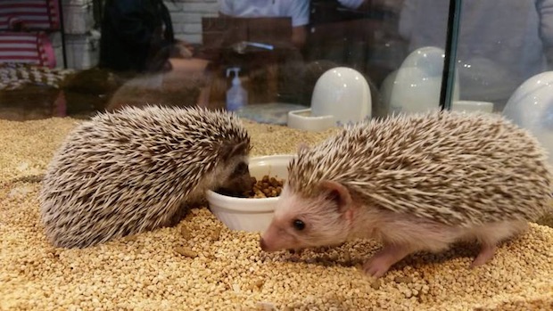 tokyo roppongi japan hedgehog cafe harinezumi harry