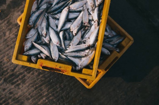 toyosu fish market tsukiji tokyo move