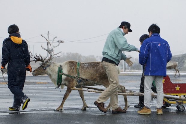 dominos pizza japan delivery hokkaido reindeer snow christmas