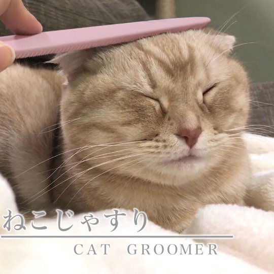 brushing cats fur