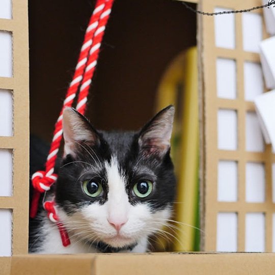 neko jinja shinto shrine cat house furniture japan