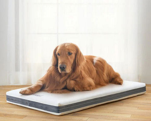 Airweave Pet Bed